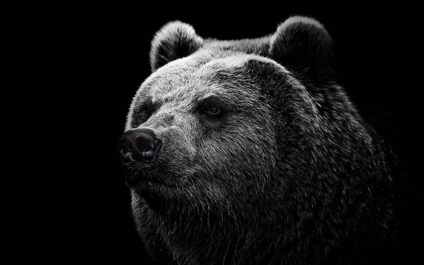 1440x900 Wallpaper bear, grizzly bear, eyes, nose