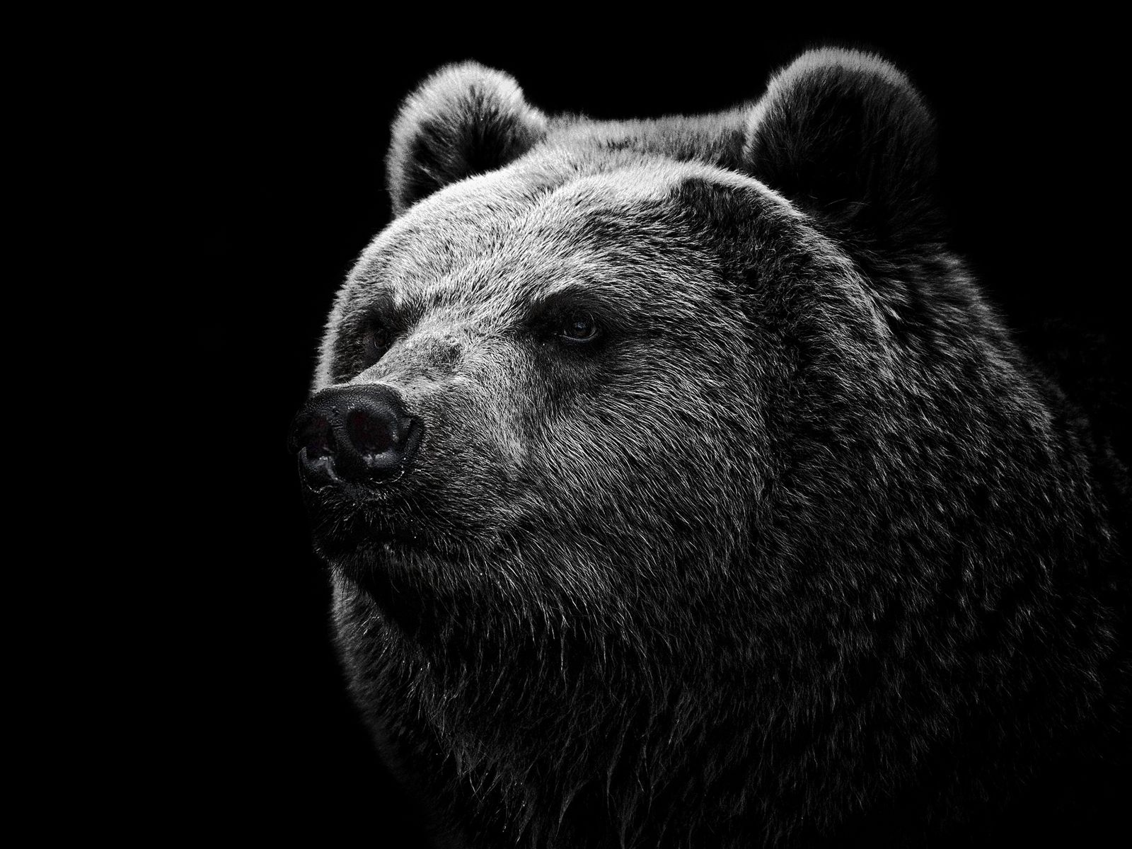 1600x1200 Wallpaper bear, grizzly bear, eyes, nose