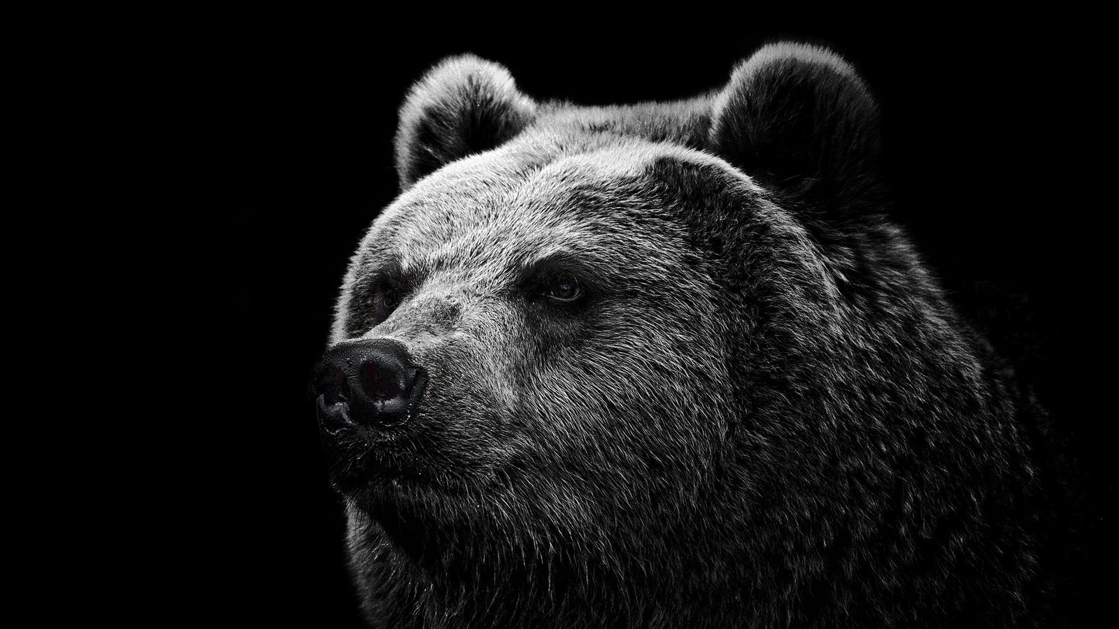 1600x900 Wallpaper bear, grizzly bear, eyes, nose