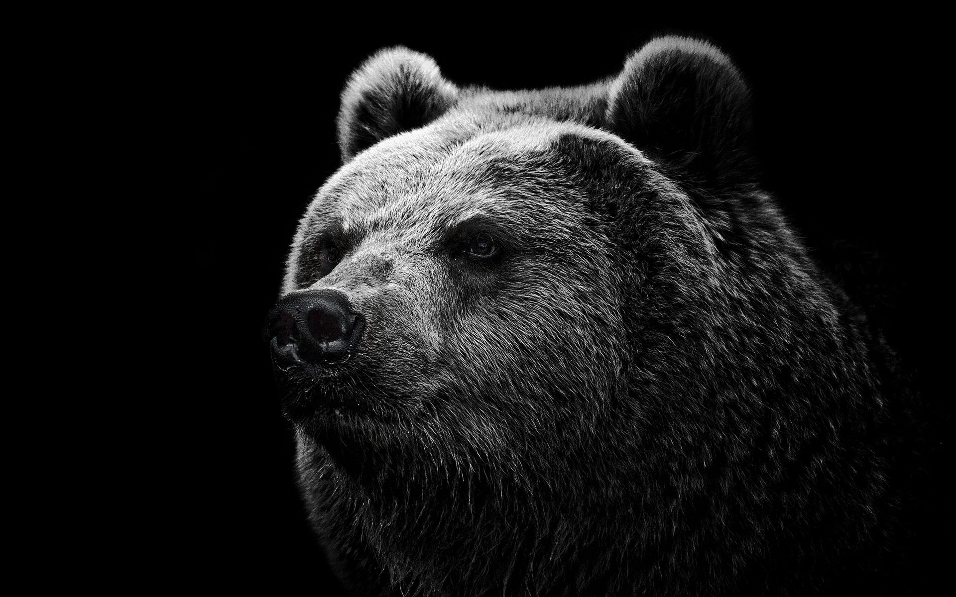 1920x1200 Wallpaper bear, grizzly bear, eyes, nose