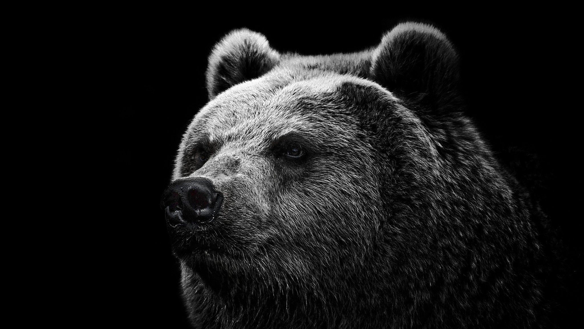 2048x1152 Wallpaper bear, grizzly bear, eyes, nose