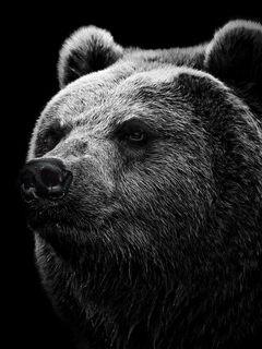 240x320 Wallpaper bear, grizzly bear, eyes, nose