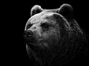Preview wallpaper bear, grizzly bear, eyes, nose