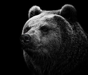 Preview wallpaper bear, grizzly bear, eyes, nose