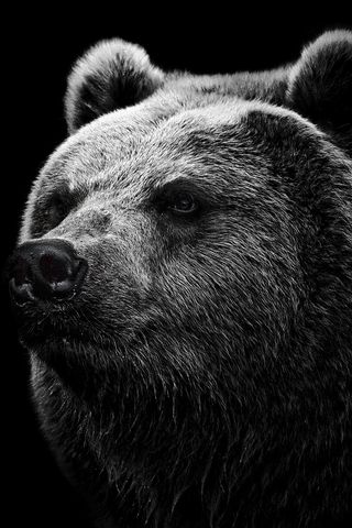 320x480 Wallpaper bear, grizzly bear, eyes, nose