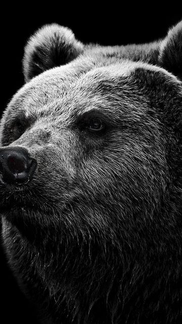 360x640 Wallpaper bear, grizzly bear, eyes, nose