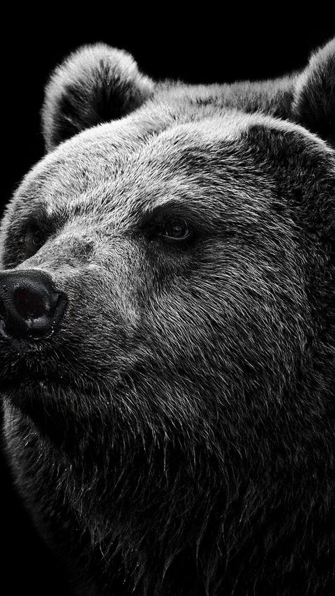 480x854 Wallpaper bear, grizzly bear, eyes, nose