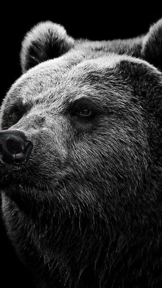 540x960 Wallpaper bear, grizzly bear, eyes, nose