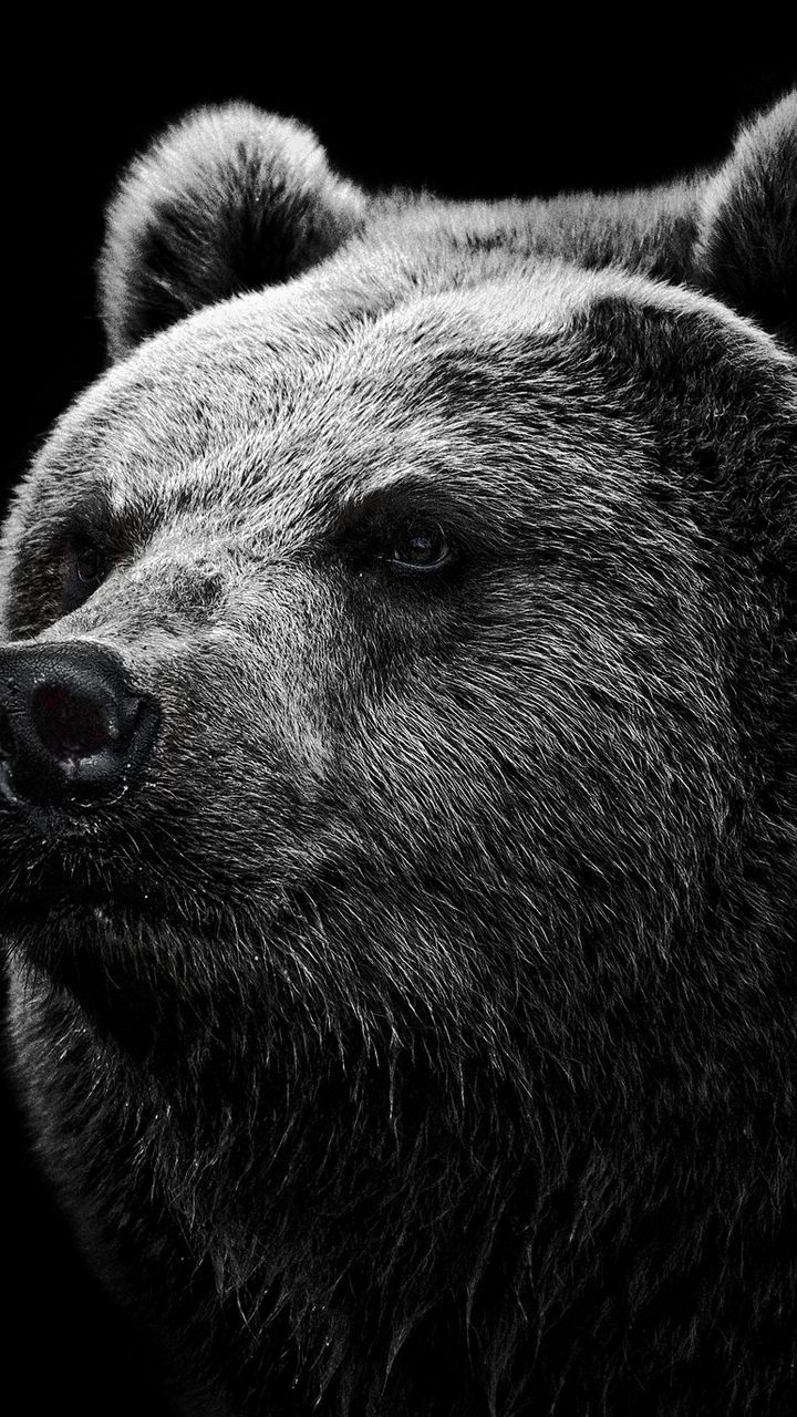 720x1280 Wallpaper bear, grizzly bear, eyes, nose