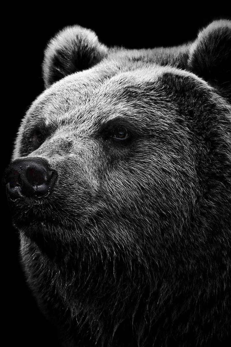 800x1200 Wallpaper bear, grizzly bear, eyes, nose