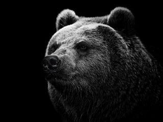 320x240 Wallpaper bear, grizzly bear, eyes, nose