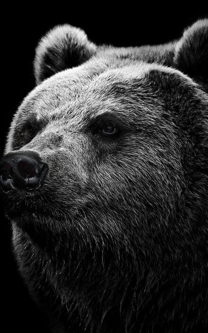 800x1280 Wallpaper bear, grizzly bear, eyes, nose