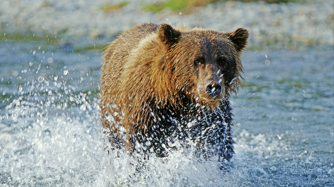 Wallpaper bear, grizzly bear, water, spray, river