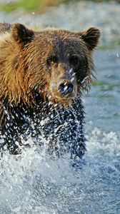 Preview wallpaper bear, grizzly bear, water, spray, river