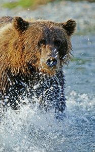 Preview wallpaper bear, grizzly bear, water, spray, river