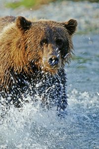 Preview wallpaper bear, grizzly bear, water, spray, river