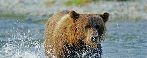 Preview wallpaper bear, grizzly bear, water, spray, river