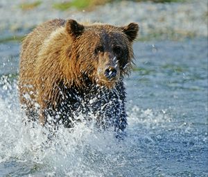 Preview wallpaper bear, grizzly bear, water, spray, river