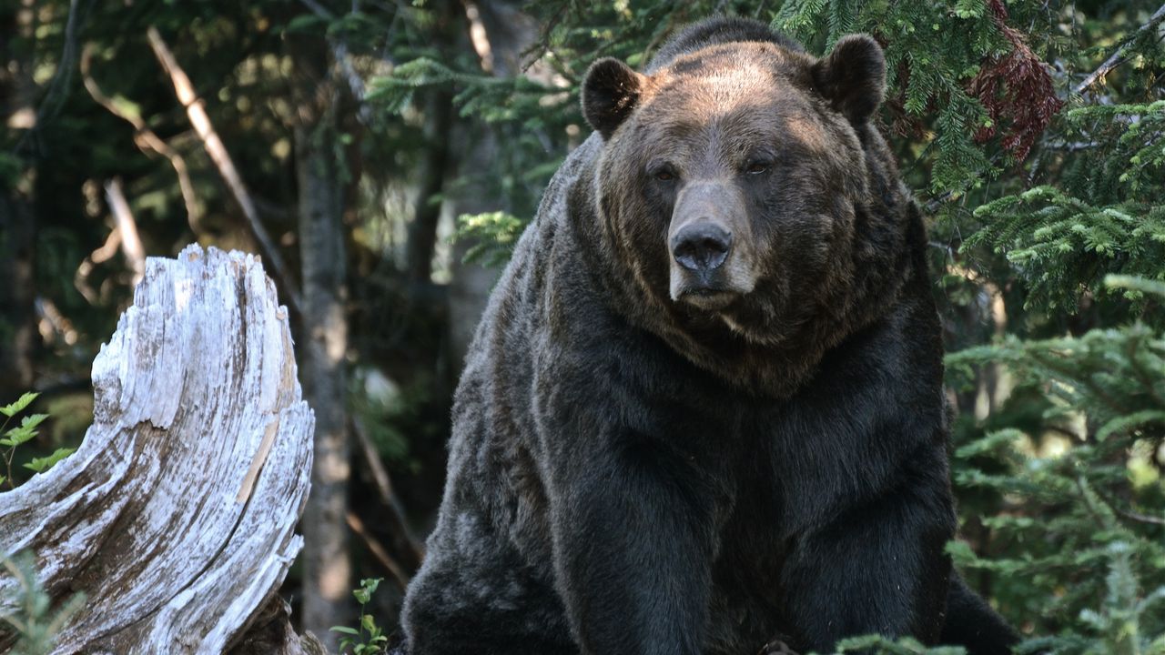 Wallpaper bear, grizzly, trees, forest