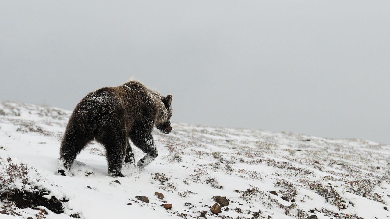 Wallpaper bear, grizzly, winter, snow, north