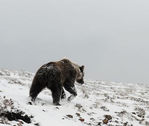 Preview wallpaper bear, grizzly, winter, snow, north