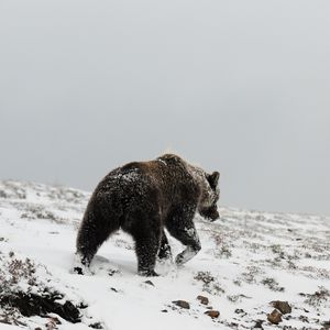 Preview wallpaper bear, grizzly, winter, snow, north