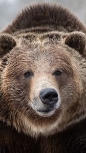 Preview wallpaper bear, head, animal, wildlife