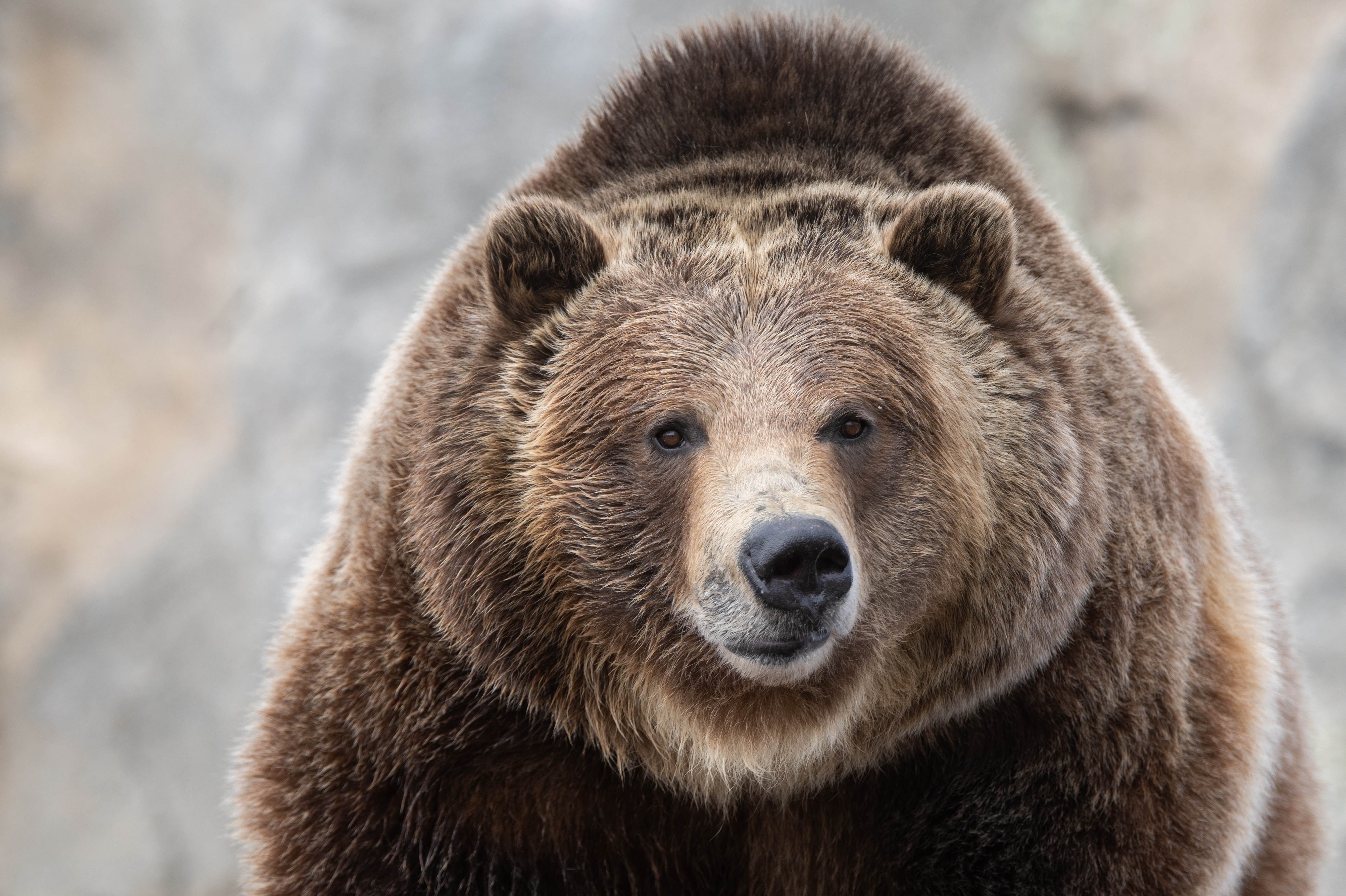 Бурый медведь голова. Медведь. Бурый медведь фото. Голова медведя. Грустный медведь.