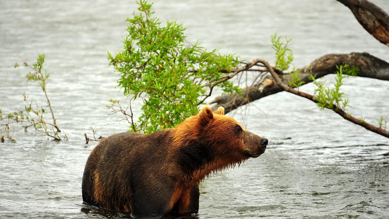 Wallpaper bear, hunting, predator, river