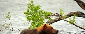 Preview wallpaper bear, hunting, predator, river