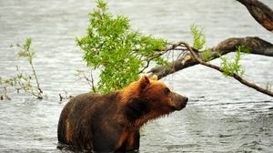 Preview wallpaper bear, hunting, predator, river