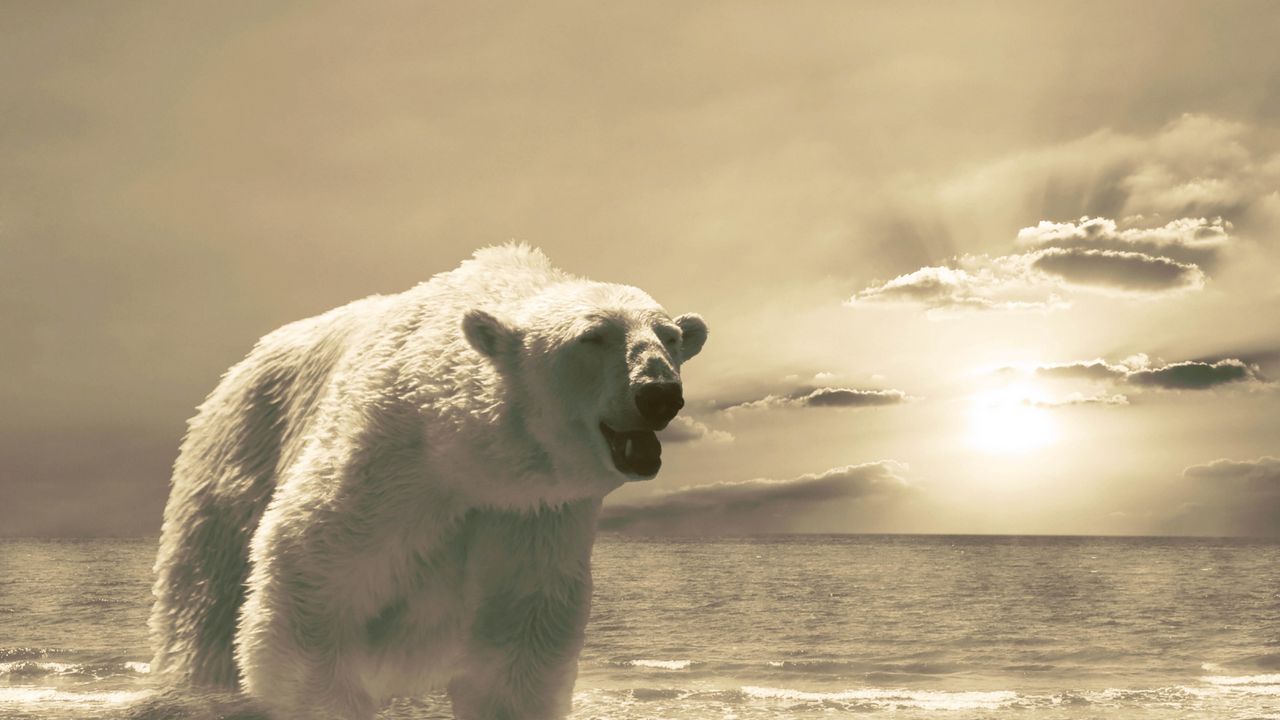 Wallpaper bear, ice, ocean, cold, snow, winter