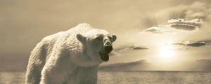 Preview wallpaper bear, ice, ocean, cold, snow, winter