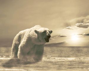 Preview wallpaper bear, ice, ocean, cold, snow, winter