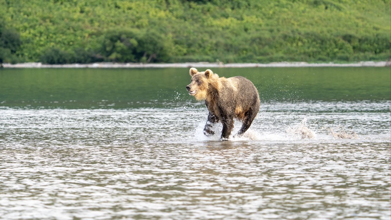 Wallpaper bear, jump, lake, wildlife