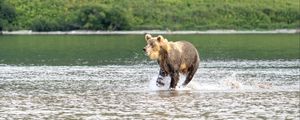 Preview wallpaper bear, jump, lake, wildlife
