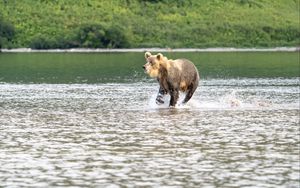 Preview wallpaper bear, jump, lake, wildlife