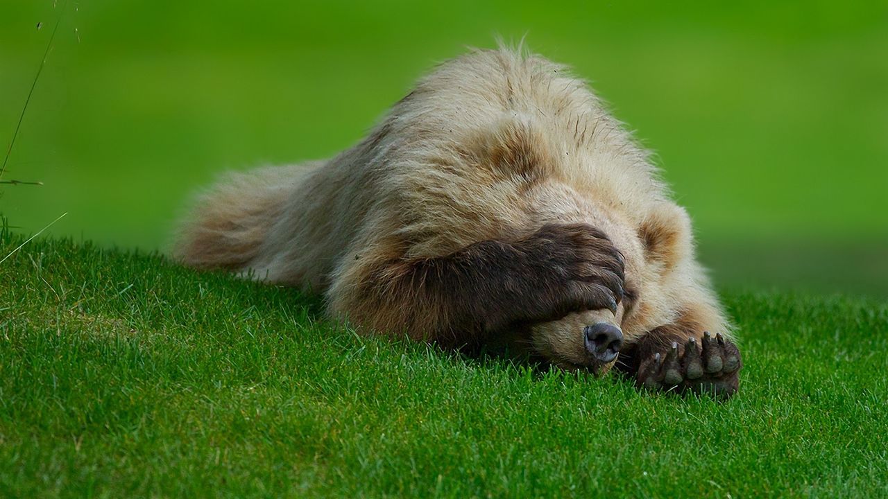 Wallpaper bear, lie, grass, paw, hiding