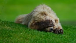 Preview wallpaper bear, lie, grass, paw, hiding