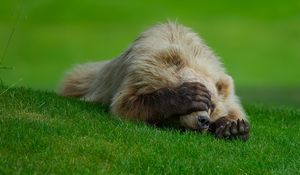 Preview wallpaper bear, lie, grass, paw, hiding