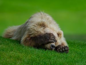 Preview wallpaper bear, lie, grass, paw, hiding