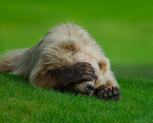 Preview wallpaper bear, lie, grass, paw, hiding