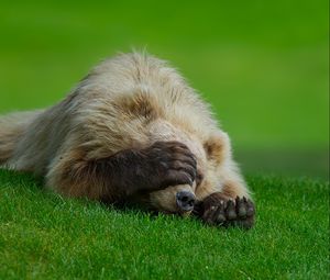 Preview wallpaper bear, lie, grass, paw, hiding