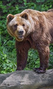 Preview wallpaper bear, log, leaves, forest, animal, nature