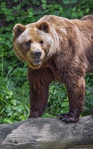 Preview wallpaper bear, log, leaves, forest, animal, nature