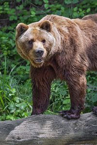 Preview wallpaper bear, log, leaves, forest, animal, nature