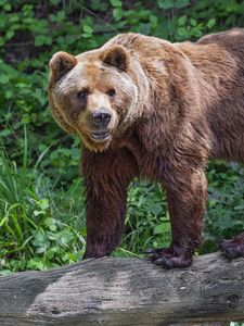 Preview wallpaper bear, log, leaves, forest, animal, nature