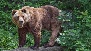 Preview wallpaper bear, log, leaves, forest, animal, nature