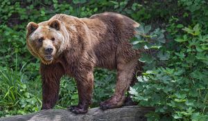 Preview wallpaper bear, log, leaves, forest, animal, nature