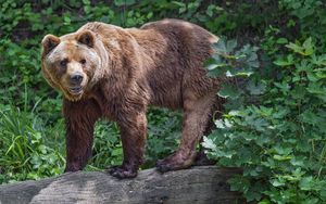 Preview wallpaper bear, log, leaves, forest, animal, nature